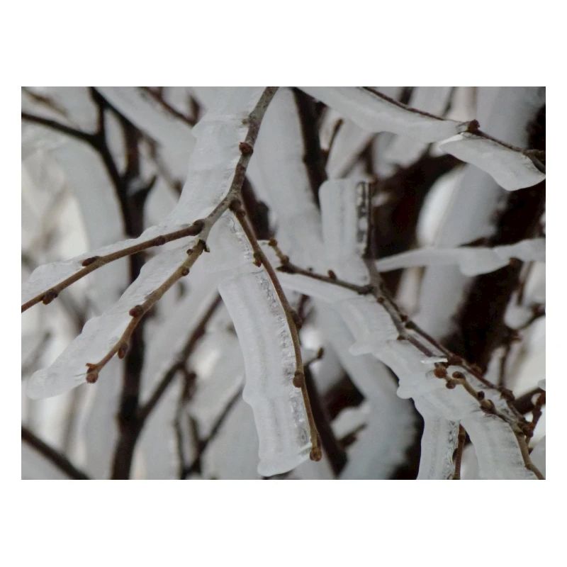 Ice on branches