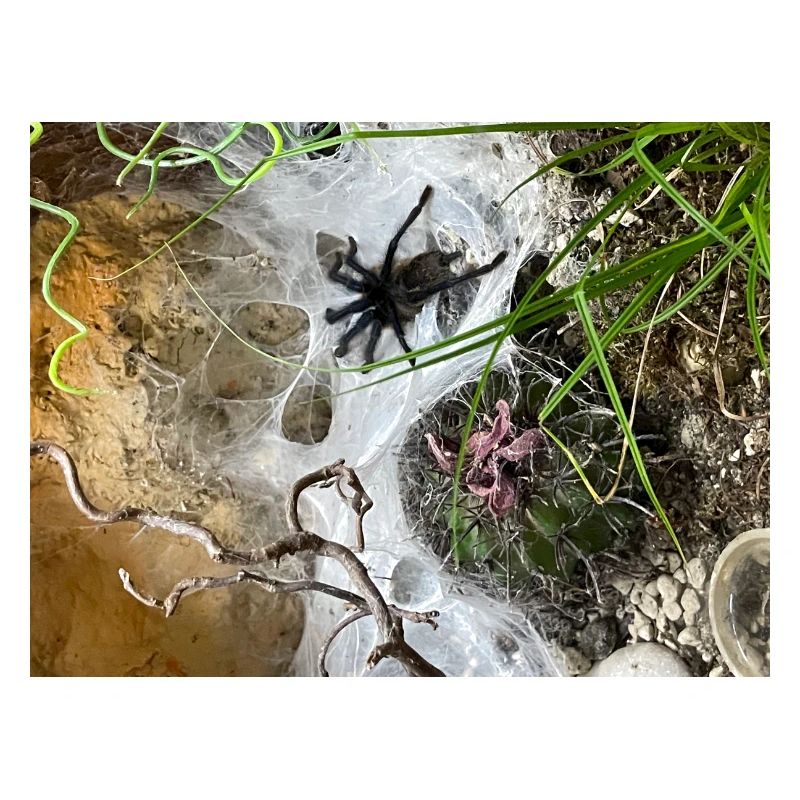 Tarantula in the web