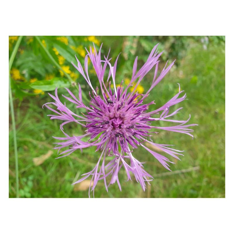 greater knapweed also centaurea Skabiosen-Flocken