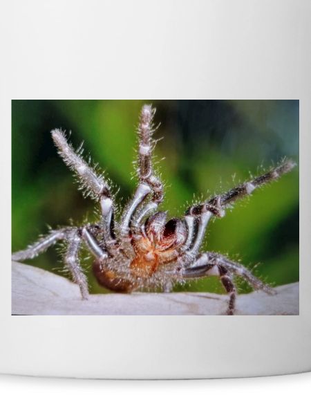 Vogelspinne