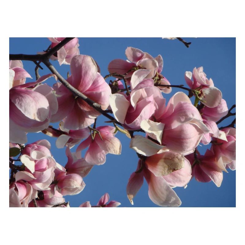 Pink magnolia branches in spring
