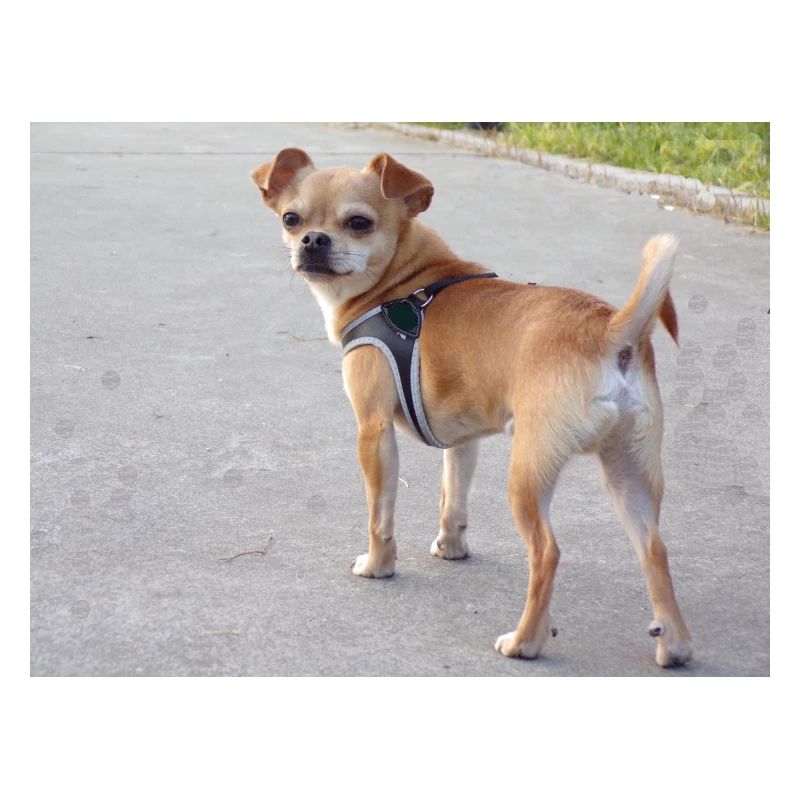 chihuahua, dog,