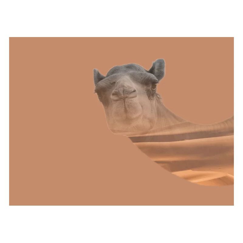 Kamel 🐫 Wüste