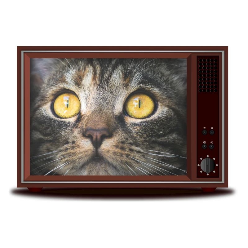 Chat à la télévision