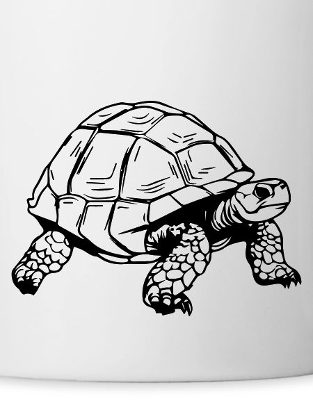 Tortoise