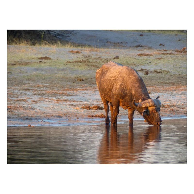 Paysage à la rivière Cubango avec le buffle du Cap