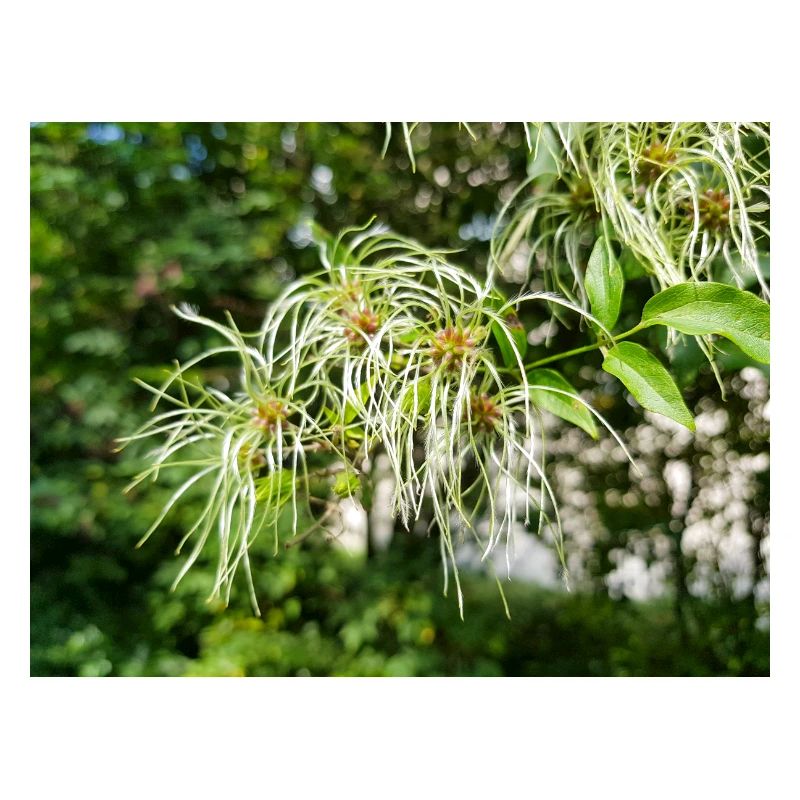 Traveller's Joy Clematis vitalba