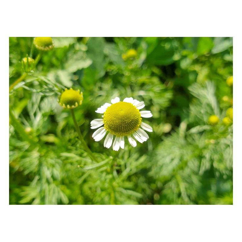 chamomile also kamilla (in german Echte Kamille)