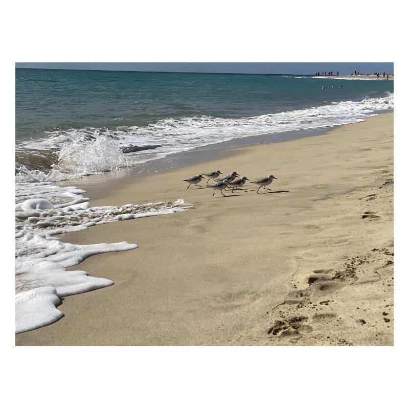 Run Bird run