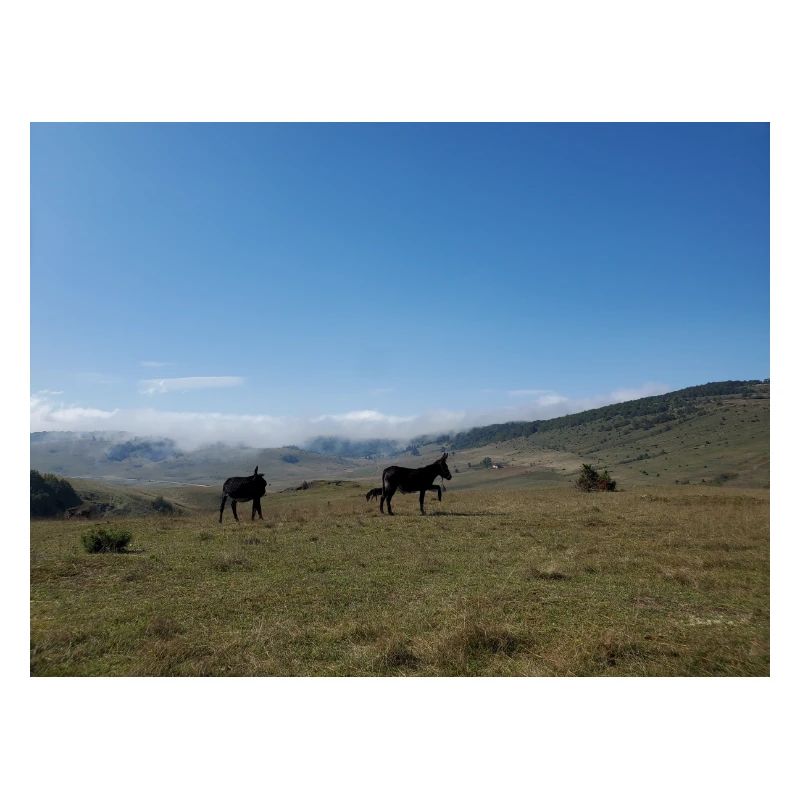 Esel, Berge, Wiesen