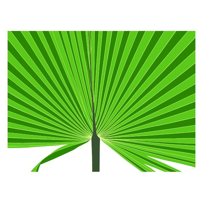 Tropical palm tree