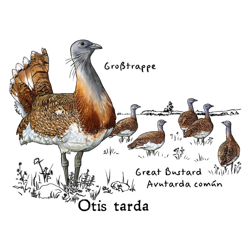 Great bustard
