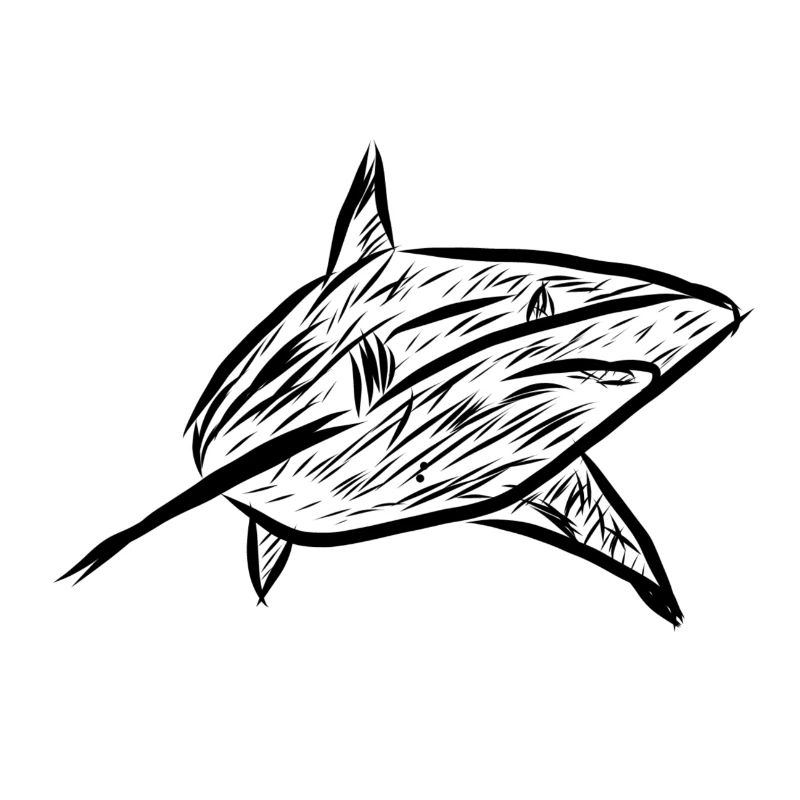 Requins