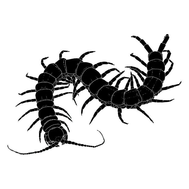 mille-pattes noir