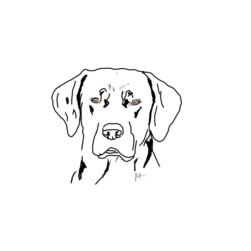 Labrador