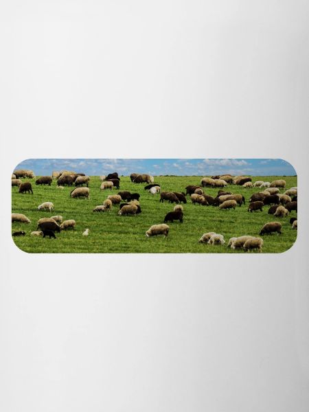 Flock of sheep grazing