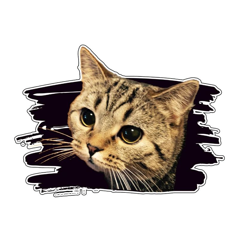Bkh katze