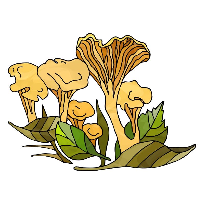 Fungi