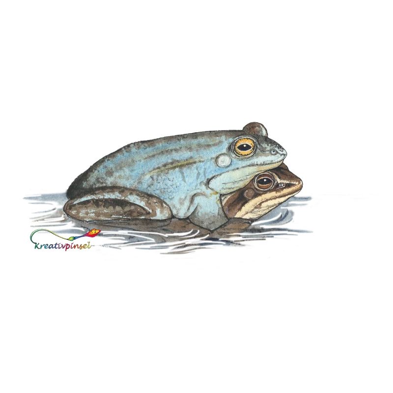Grenouille lande