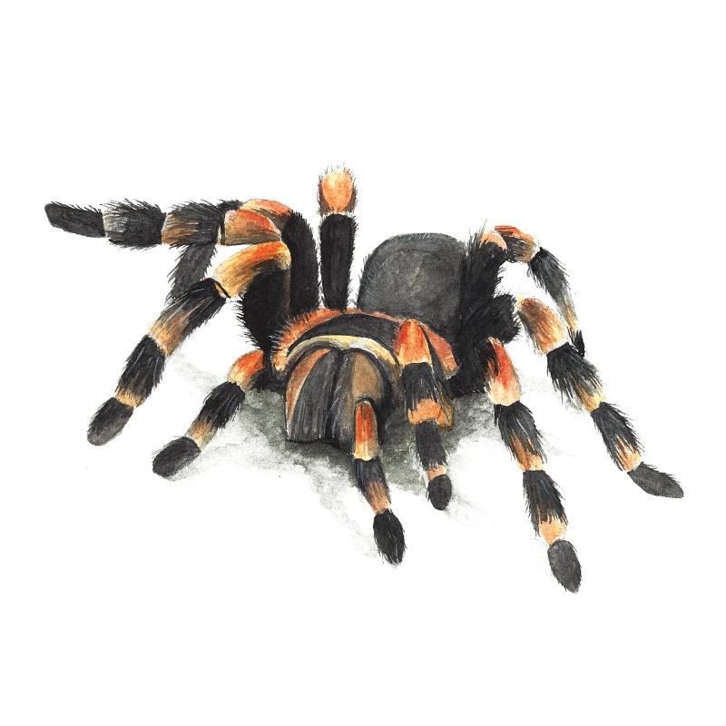 Vogelspinne