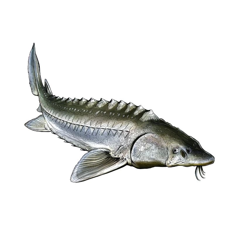 Esturgeon sturgeon 3