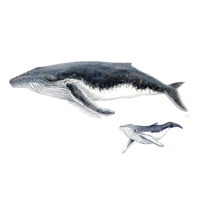 Baleine à bosse avec bébé baleine megaptera