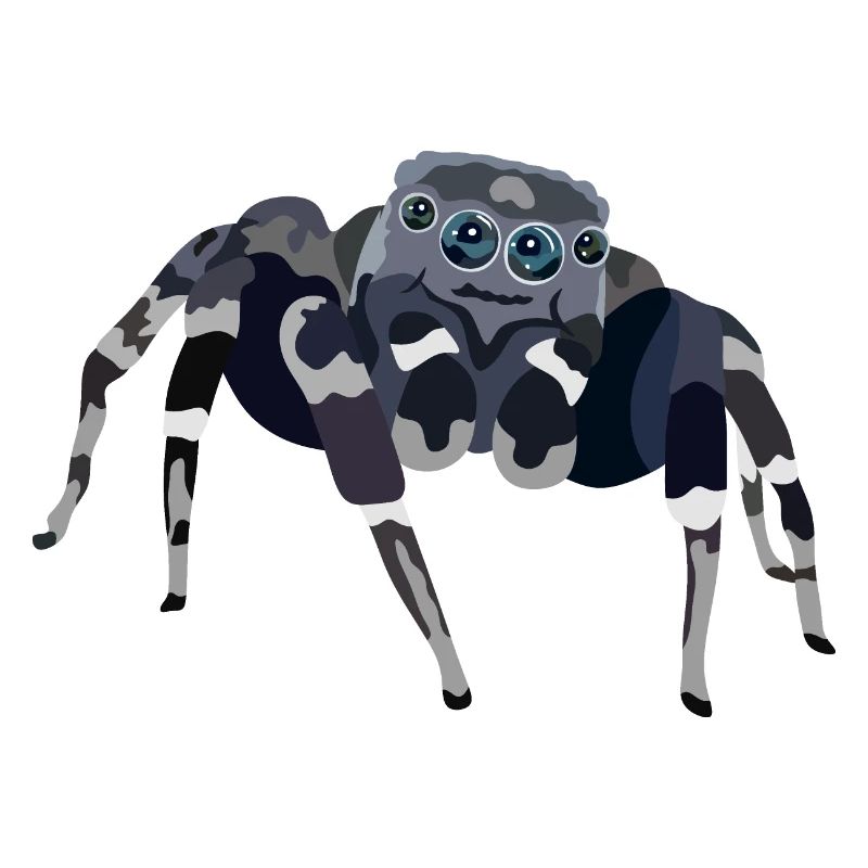 Araignée - araignée