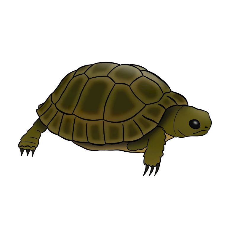 Tortoise