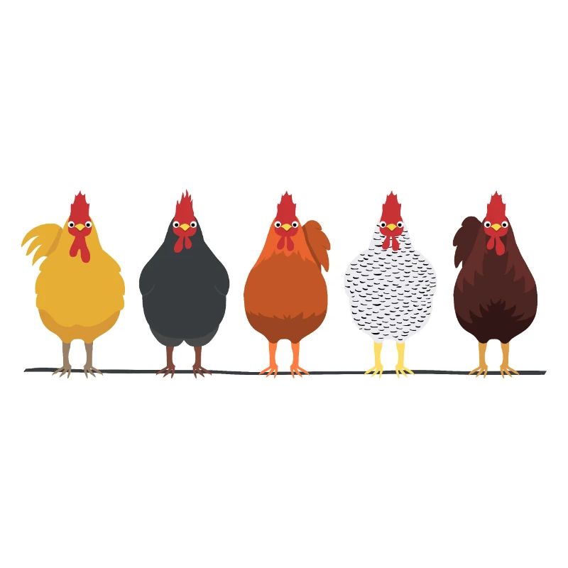 Poulets poules coq coq