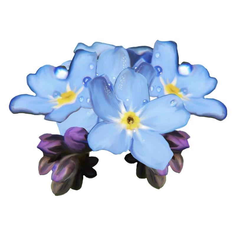 Myosotis