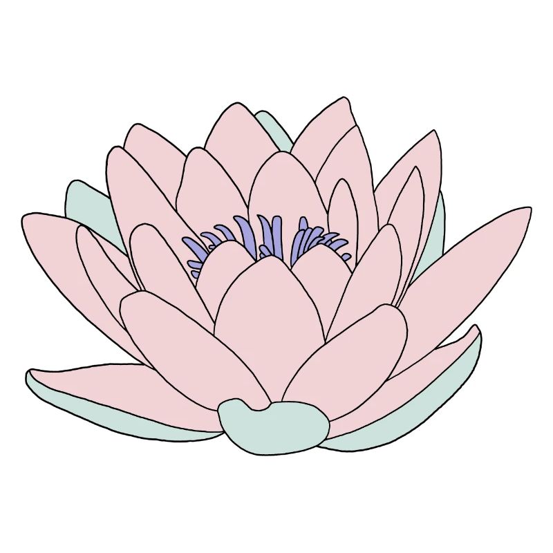 Nénuphar rose