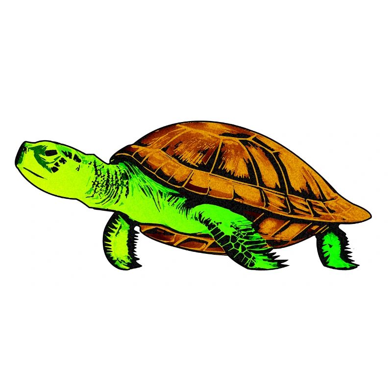 Turtle in color