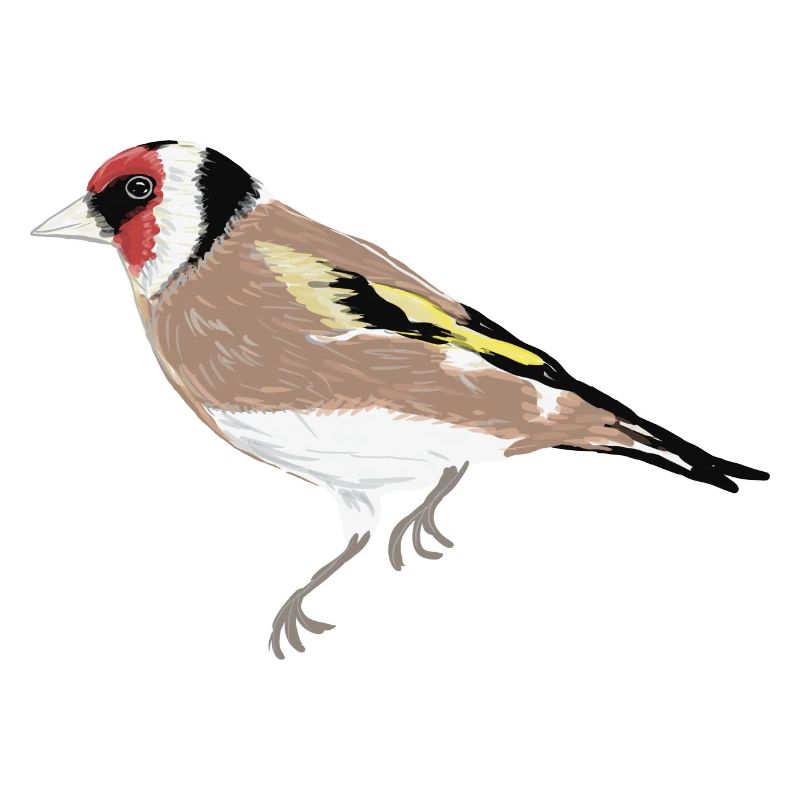 Oiseau de jardin Stieglitz