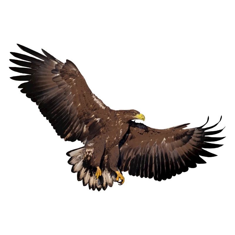Aigles en l’état