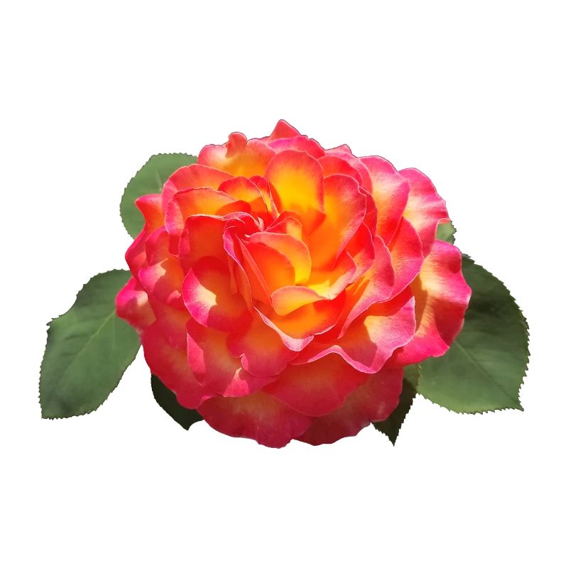 Rote FRÜHLINGSROSE