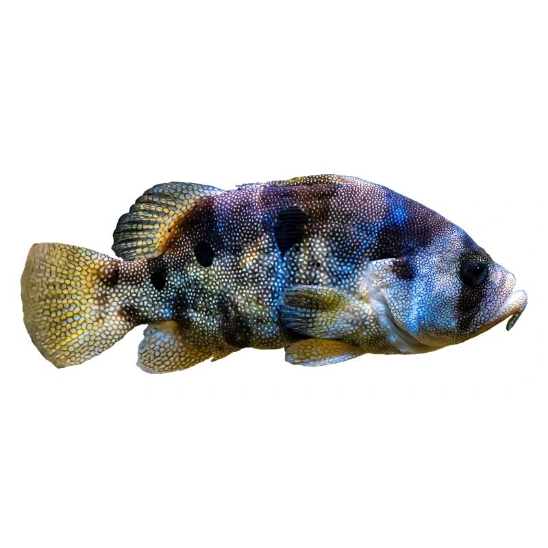 Fisch