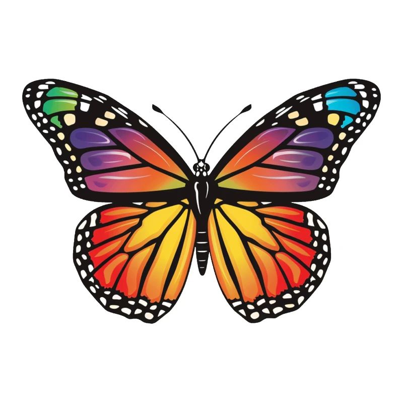 Butterfly Butterfly