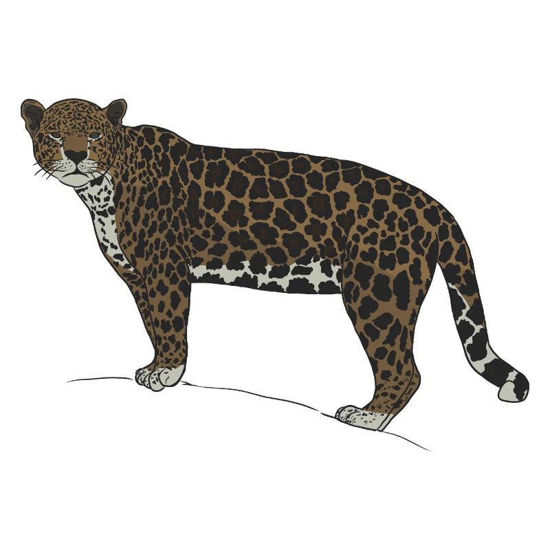 Jaguar Stare