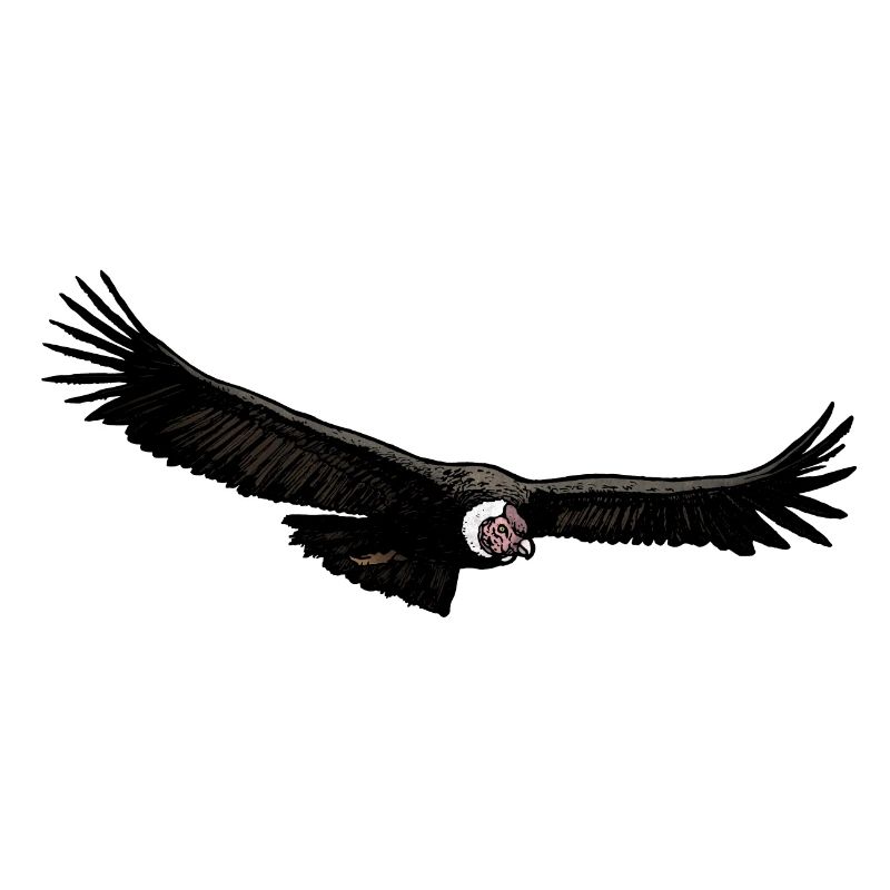 Condor 02