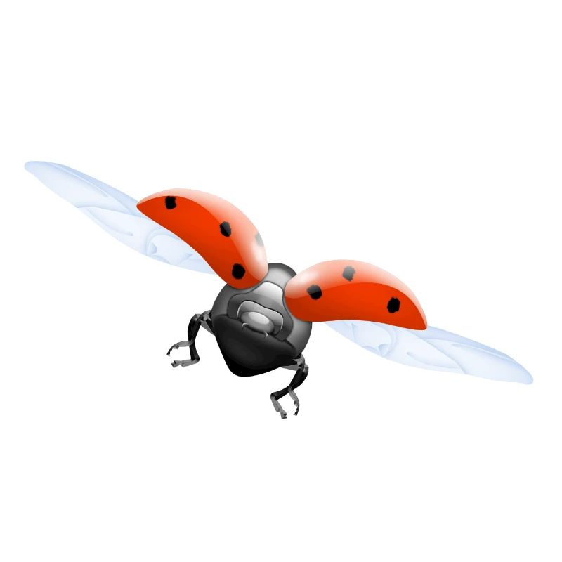 ladybug ladybug