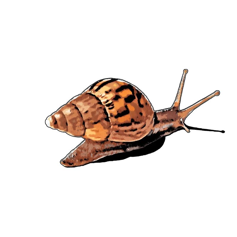 escargot avec ombre