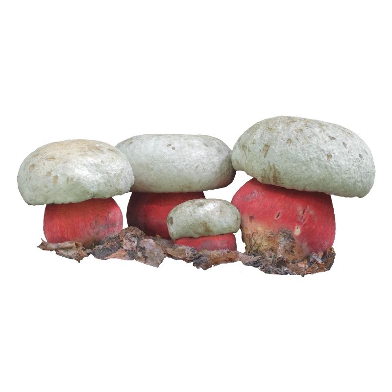 Boletus satanas