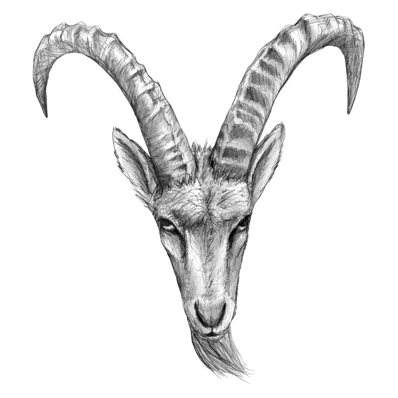 steinbock