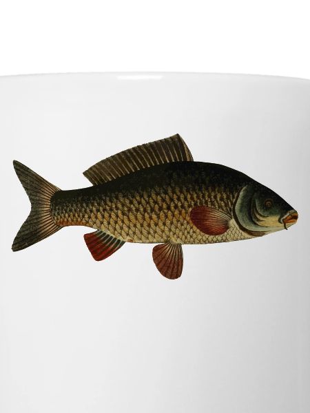 Fish carp