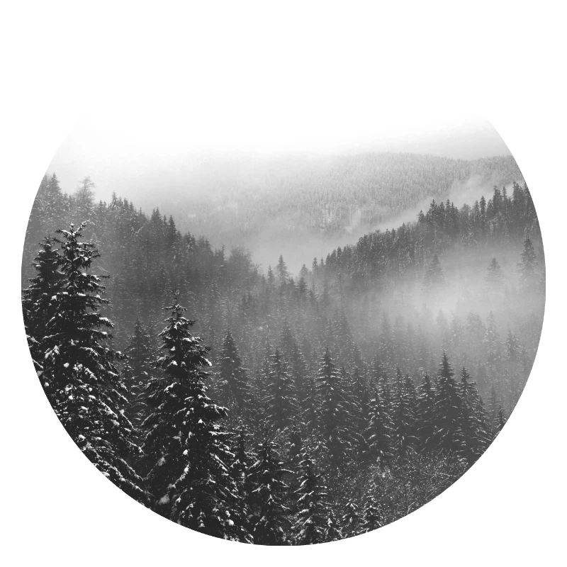 Verschneiter Winterwald