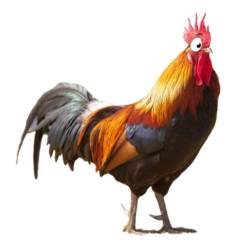 Comic Chicken Comic Rooster