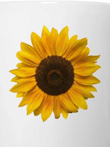 Sunflower (Flower / Bloom / Sun)