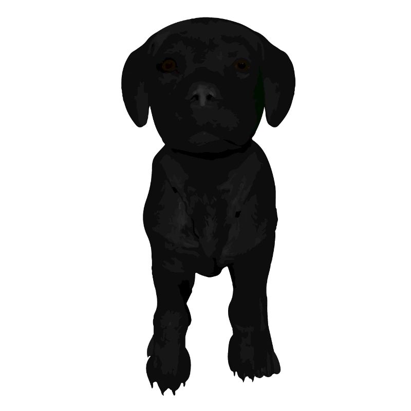 Chiot Labrador
