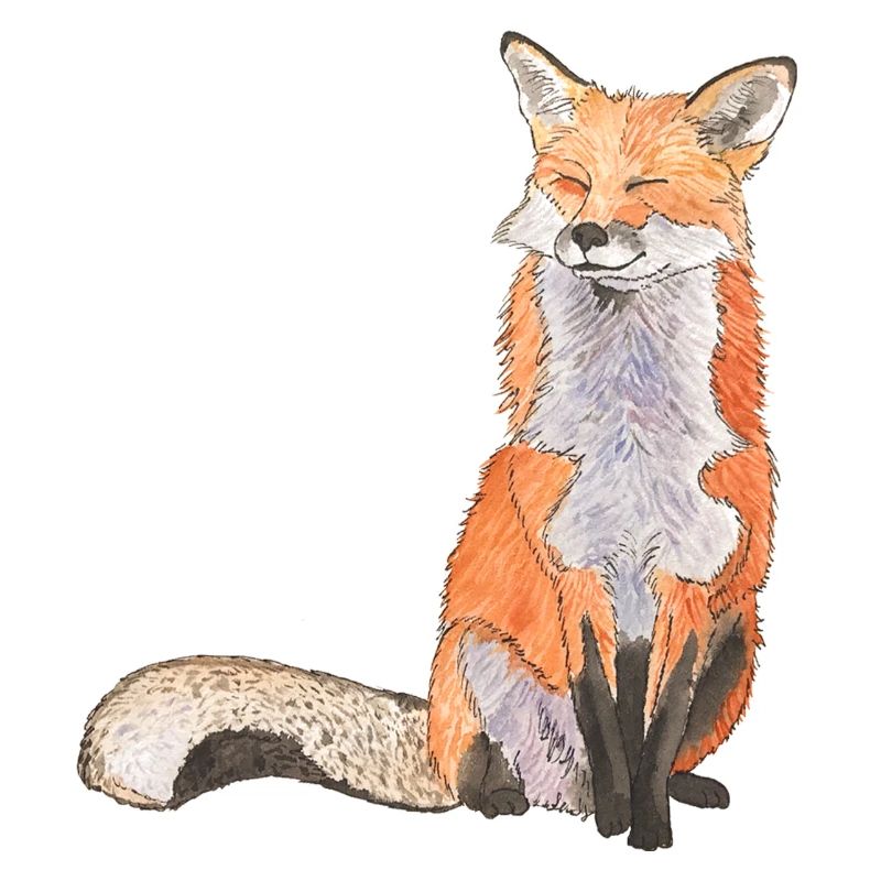 Fox sitting satisfait Renard intelligent