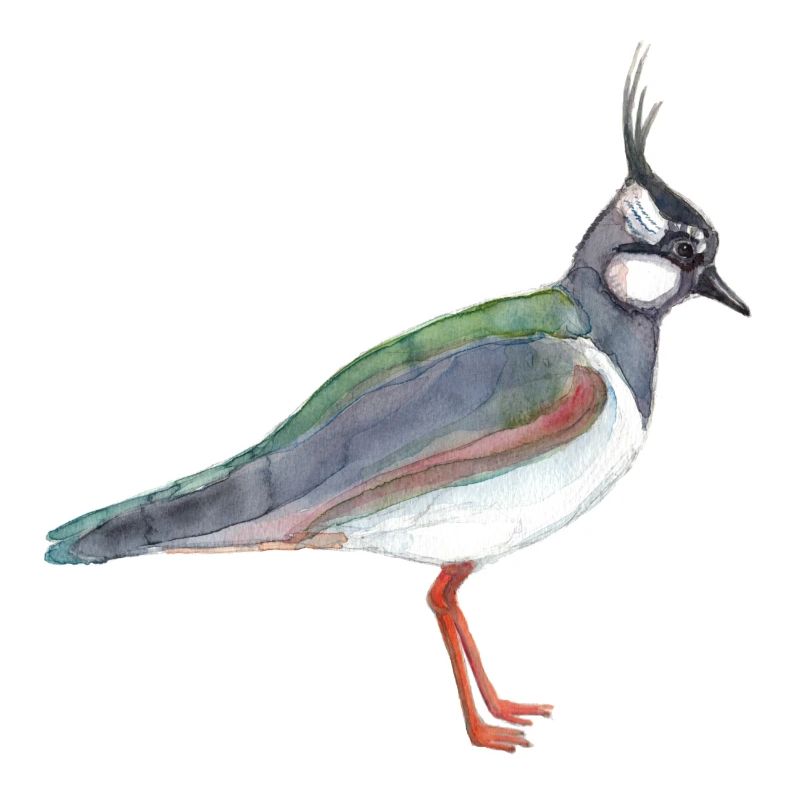 Vanneau